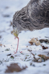 Close‑up of a white‑tailed eagle&rsquo;s head eating carrion on the snowy ground.

