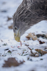 Close‑up of a white‑tailed eagle&rsquo;s head eating carrion on the snowy ground.
