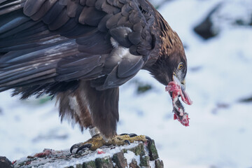 Golden eagle eating the remaining meat with a bone &ndash; captive breeding.
