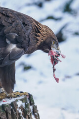 Golden eagle eating the remaining meat with a bone &ndash; captive breeding.
