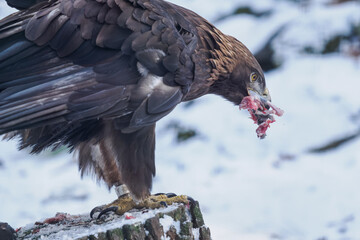 Golden eagle eating the remaining meat with a bone &ndash; captive breeding.
