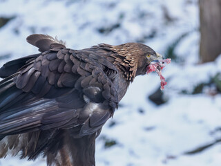 Golden eagle eating the remaining meat with a bone &ndash; captive breeding.
