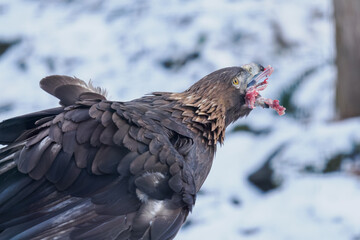 Golden eagle eating the remaining meat with a bone &ndash; captive breeding.
