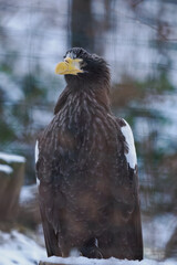 Eastern imperial eagle kept in captivity in an outdoor snowy aviary.
