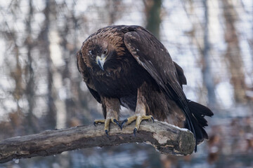 Golden eagle kept in captivity on a branch outdoors in an aviary during winter with snow.
