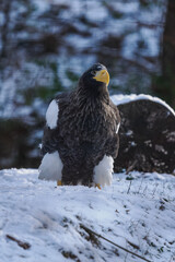 Eastern imperial eagle kept in captivity in an outdoor snowy aviary.
