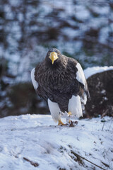 Eastern imperial eagle kept in captivity in an outdoor snowy aviary.
