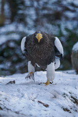 Eastern imperial eagle kept in captivity in an outdoor snowy aviary.
