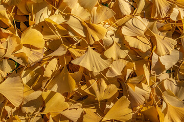 background with golden ginkgo biloba leaves
