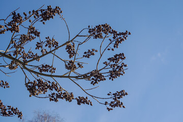 Seed pods without leaves on a branch of the empress tree.
