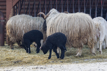 A small black lamb outside in an enclosure on a farm with the others.
