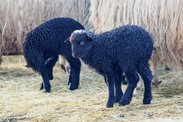 A small black lamb outside in an enclosure on a farm with the others.
