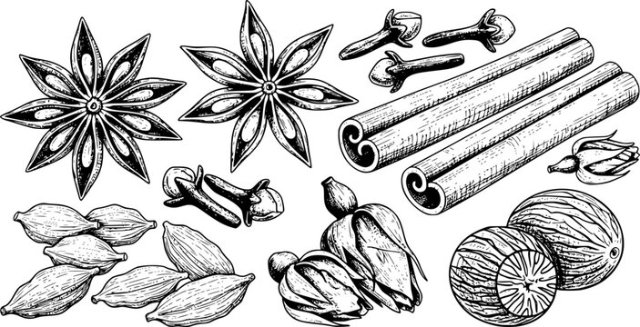 Hand Drawn Ramadan Spices Set Vector Illustration
