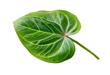 Obraz premium Single vibrant green anthurium leaf with prominent white veins and a thin stem isolated on a transparent background