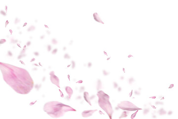 Pink flower petals falling gently against transparent background