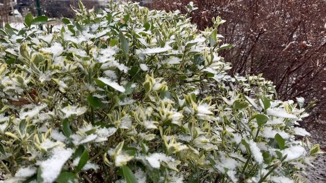 First snow of the season on a garden bush outdoors