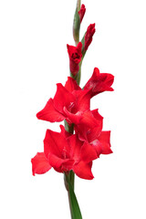 A branch of blooming garden gladiolus on a white isolated background, vertically.