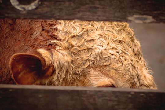 Curly texture. Bull's head.