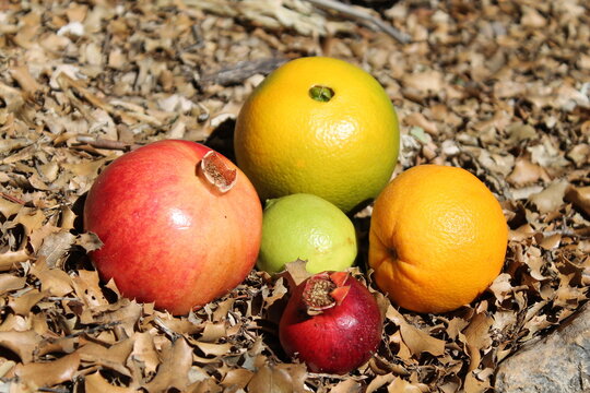 Pomegranate and orange fruits on the autumn dry leaves fall from tree. Fresh fruits growing on tree in the natural environment. Pomme granate fruit on the tree branch in autumn, October harvest time