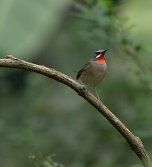 Fototapeta premium Male Siberian Rubythroat Perched on Branch with Green Background