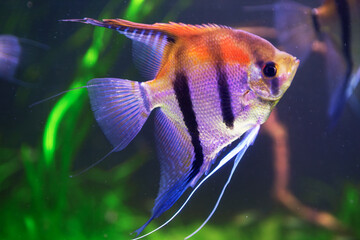Angelfish swims in an aquarium, a representation of species native to the Amazon basin. Its striking purple and orange hues stand out against the green aquatic background
