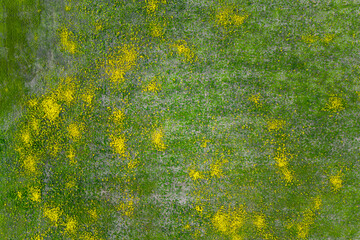 Aerial view of wildflower field with scattered yellow blooms across green ground in natural rural environment