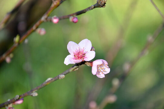 pink magnolia blossom