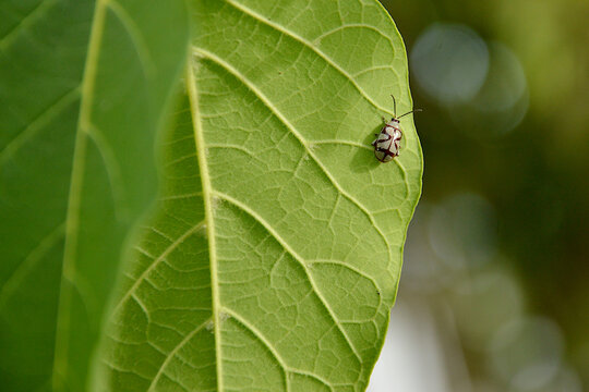 bug on leaf