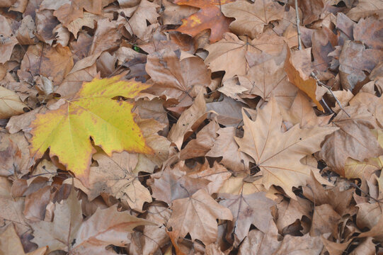 autumn leaves background