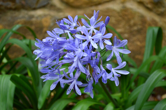blue hyacinth flower