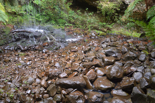 river in the forest