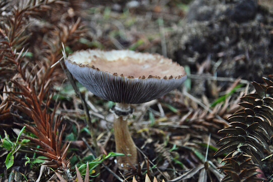 mushroom in the forest