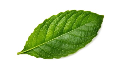 Obraz premium green mint leaf isolated on white