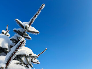 Spruce covered with snow. Snowy spruce branches close-up against a blue winter sky. Winter landscape.