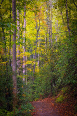 Fototapeta premium Autumn Colors, Hiking Path in the Woods of North Carolina