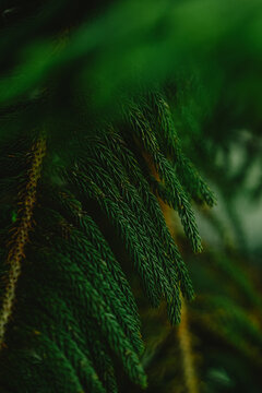 The leaves of the pine trees are green and beautiful during the day. The leaves look green which is very typical of the pine tree itself