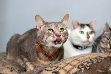Focused feline craving, Whiskered cat concentrating eagerly with tongue extended nearby companions