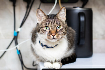 Feline observes kitchen, Curious tabby plays observer role amidst bustling kitchen environment