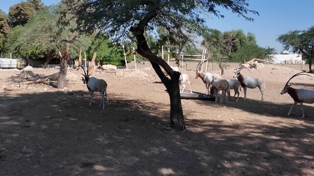 The Arabian Oryx stands calmly in the zoo enclosure