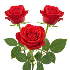 Fototapeta premium Three red roses isolated on transparent background