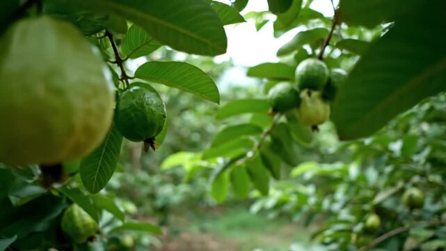 Close-up view of green guavas ripening on a tree branch in a lush tropical orchard under natural light.