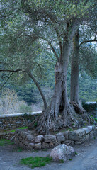 Church of Santa Mar&iacute;a de Lebe&ntilde;a in the municipality of Cillorigo de Li&eacute;bana in the Li&eacute;bana region. Picos de Europa. Cantabria. Spain. Europe
