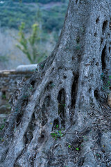 Church of Santa Mar&iacute;a de Lebe&ntilde;a in the municipality of Cillorigo de Li&eacute;bana in the Li&eacute;bana region. Picos de Europa. Cantabria. Spain. Europe