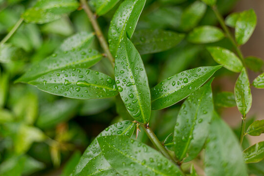Foliage of the edible plant called ora-pro-n&oacute;bis