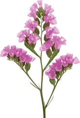 Delicate Pink Flower Stem Vector Illustration Isolated on White Background