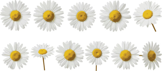 Fototapeta premium Collection of White Daisy Flowers Vector Illustration Set on White Background