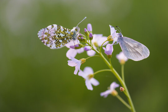 Aurorafalter und Wei&szlig;ling auf zarten Fr&uuml;hlingsbl&uuml;ten / Orange-tip Butterfly and White Butterfly on Delicate Spring Flowers