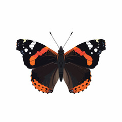 Naklejka premium Red Admiral Butterfly