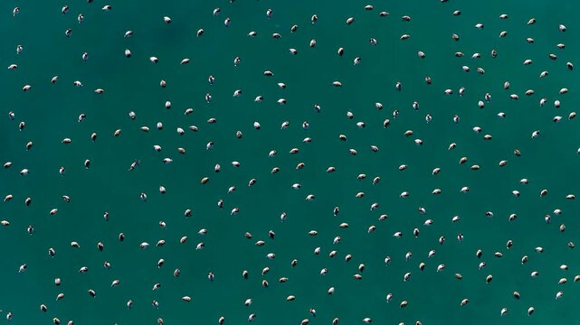 The breathtaking top-down view of dozens of wild ducks floating on the crystal turquoise waters of Lake Salda.