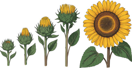 Fototapeta premium Sunflower growth stages illustration showing bud development, flowering process, and mature sunflower bloom cycle for botanical education, gardening, agriculture learning, and nature design